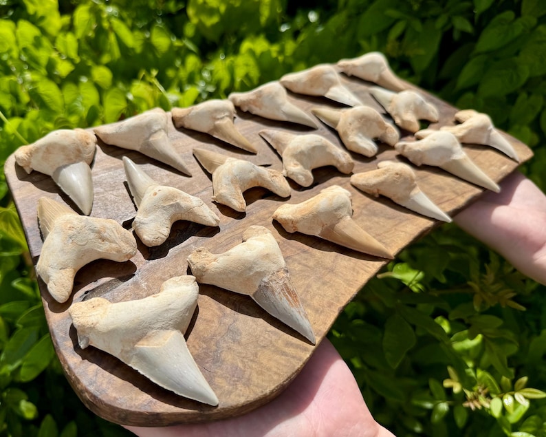 May include: A collection of fossilised shark teeth arranged on a wooden board. Each tooth features a tan, textured root and a smooth, pointed, off-white enamel crown. The teeth vary in size and shape, displaying natural wear and fossilised details.