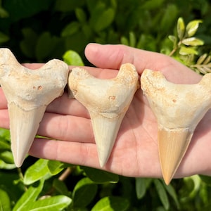 May include: Three fossilised shark teeth with triangular, cream-coloured crowns and wider, textured roots. Each tooth features a pointed tip and a distinct, jagged base structure, displaying natural variations in colour and surface texture.