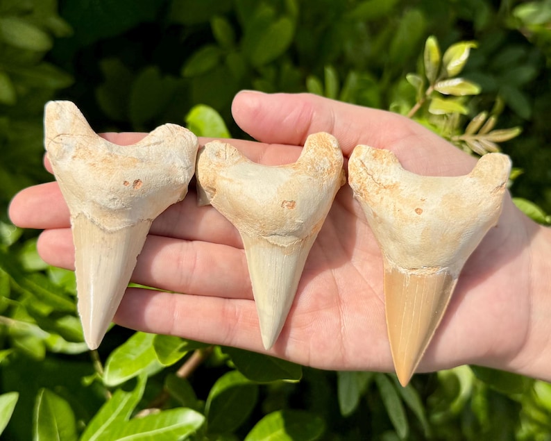 May include: Three fossilised shark teeth with triangular, cream-coloured crowns and wider, textured roots. Each tooth features a pointed tip and a distinct, jagged base structure, displaying natural variations in colour and surface texture.