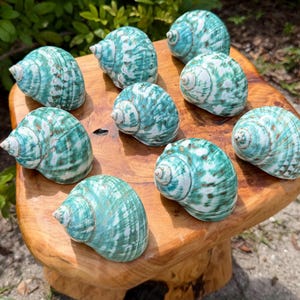 May include: A collection of eight spiral sea shells featuring a vibrant turquoise and white marbled pattern. Each shell has a smooth, polished surface with a pointed apex and a rounded body, arranged in a cluster on a wooden surface.