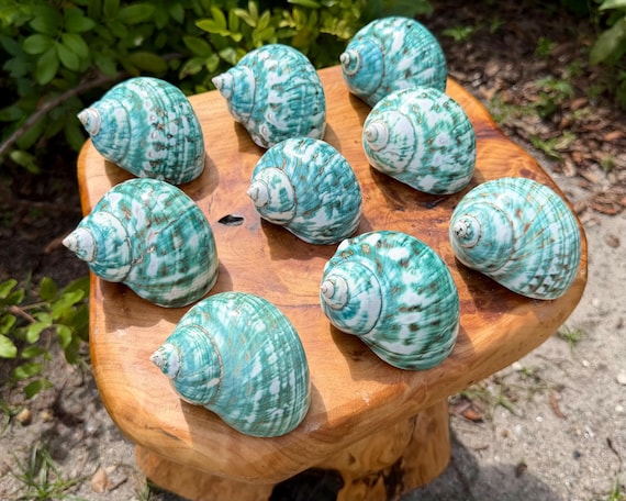 LARGE Polished Jade Turbo Shell, 2-3" Natural Seashell For Coastal Crafts & Nautical Decor