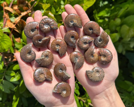 Stunning Fire Ammonite Fossils, RARE Red Opalized Ammonites: Choose How Many (Authentic Natural Iridescent Ammonite Fossils From Madagascar)