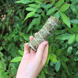 Cedar Smudge 4" Sticks - 3 Piece Lot (Fresh Bundles For Incense & Craft Uses) afbeelding 3