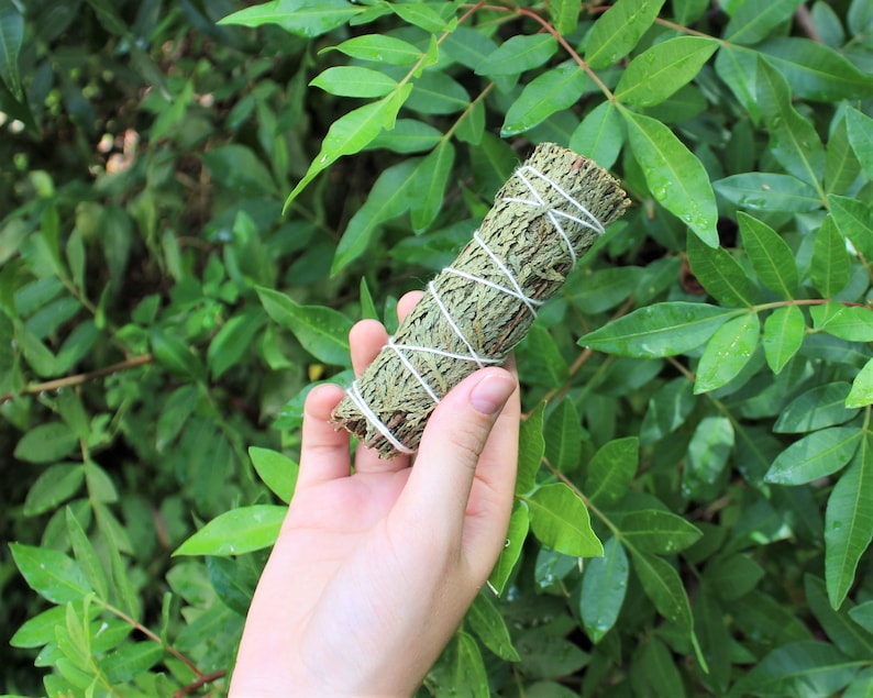 Cedar Smudge 4" Sticks - 3 Piece Lot (Fresh Bundles For Incense & Craft Uses) afbeelding 3