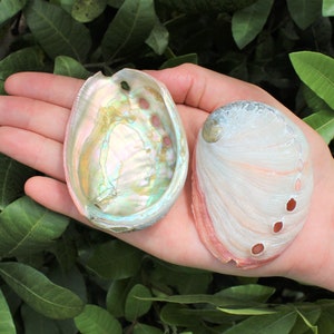 May include: Two iridescent abalone shells, one open to reveal a pearlescent interior, the other closed with a pink and white exterior. The shells are held in a hand against a backdrop of green foliage.