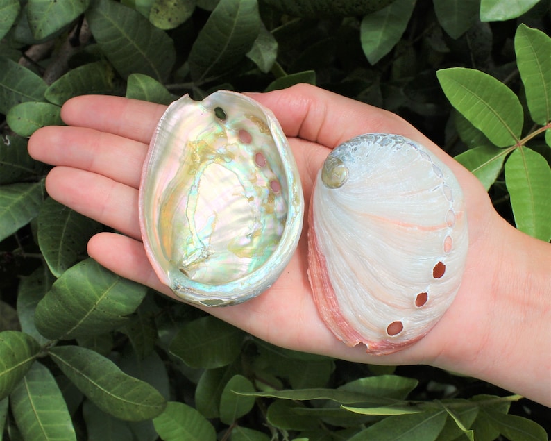 May include: Two iridescent abalone shells, one open to reveal a pearlescent interior, the other closed with a pink and white exterior. The shells are held in a hand against a backdrop of green foliage.