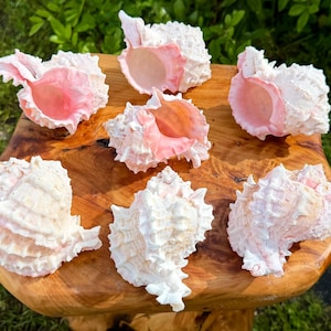 May include: Seven seashell specimens arranged in a circular pattern. Each shell features a textured, white exterior with a smooth, pale pink interior opening. The shells exhibit natural ridges, spines, and spiral formations characteristic of marine mollusks.