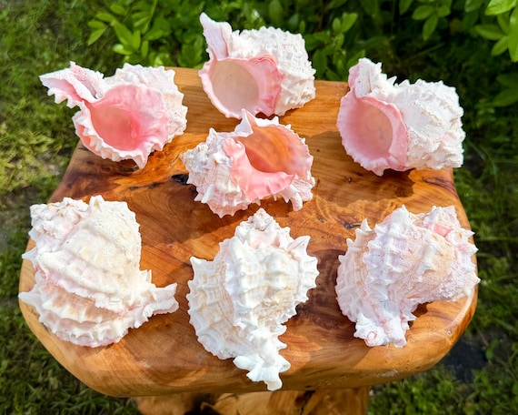 LARGE Pink Murex Shells 4-5" - Choose Quantity - Natural Seashells for Crafts, Coastal & Beach Decor