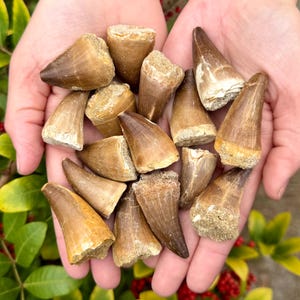 May include: A collection of fossilized dinosaur teeth, varying in size and shape, held in cupped hands. The teeth are primarily brown with lighter tan and cream-colored accents, showcasing natural textures and wear. The background includes green foliage and red berries.