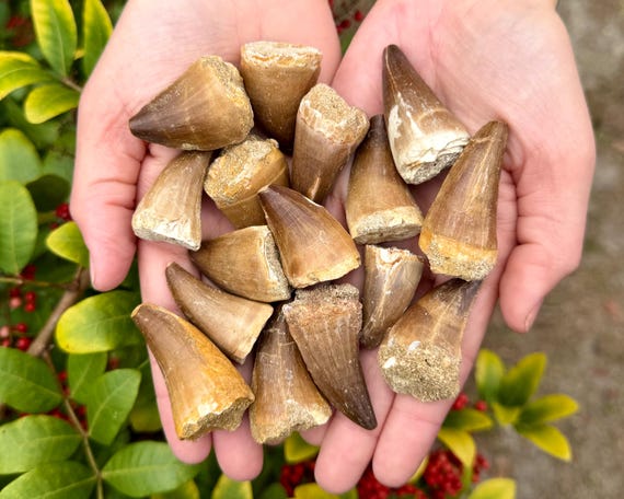 LARGE Mosasaur Tooth Fossils, Natural Fossilized Teeth - Choose How Many (Genuine Fossils From Morocco)