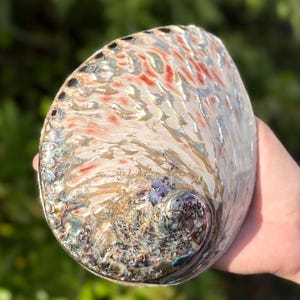 May include: An iridescent abalone shell featuring a swirling, textured surface with a natural color palette of cream, soft pink, and deep blue-green tones. The shell displays a polished, pearlescent luster with organic, wavy patterns throughout.