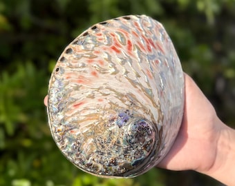 LARGE Polished Abalone Shells - Natural Light Colored Iridescent Seashells for Smudging, Crafts, & Decor