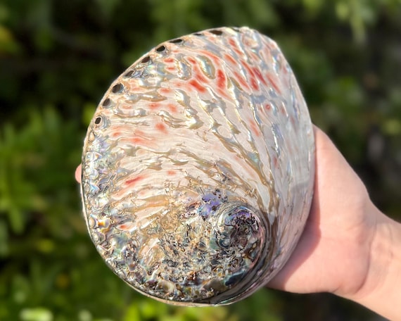 LARGE Polished Abalone Shells - Natural Light Colored Iridescent Seashells for Smudging, Crafts, & Decor