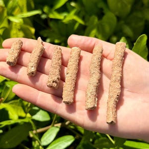 May include: A hand holding six light brown, cylindrical objects with a rough, textured surface. The objects are arranged across the palm, with a blurred green leafy background.