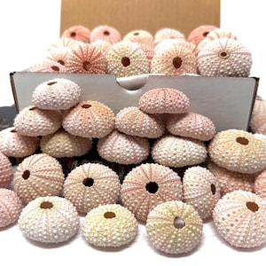 May include: A collection of numerous small, round sea urchin shells in shades of pale pink, cream, and light tan. Each shell features a textured, bumpy surface and a small, circular opening at the center, displayed in and around a white cardboard box.