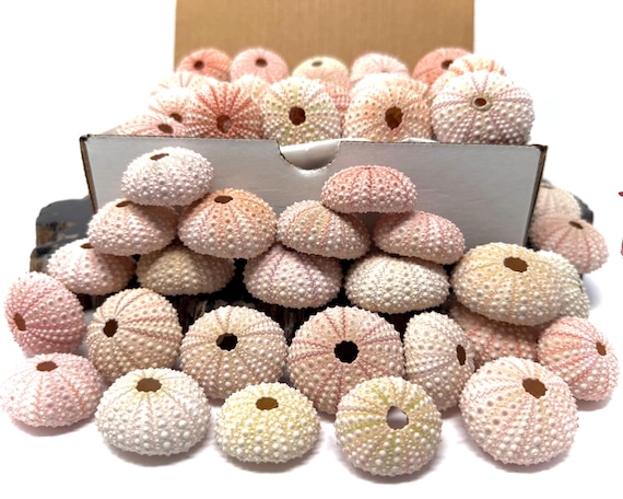 25 Pack Natural Pink Sea Urchin Shells 1.5-2" Gift Box – Coastal, Nautical & Beach Crafts