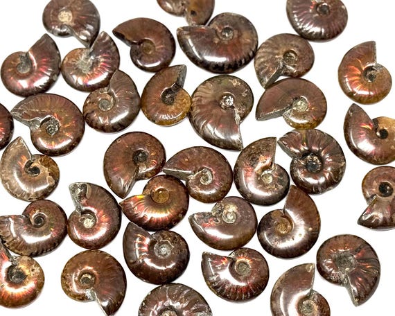 Stunning Fire Ammonite Fossils, RARE Red Opalized Ammonites: Choose How Many (Authentic Natural Iridescent Ammonite Fossils From Madagascar)