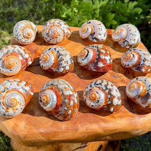 LARGE African Sarmaticus Turbo Shell, 2-3" Natural Polished Seashell For Coastal Crafts & Nautical Decor