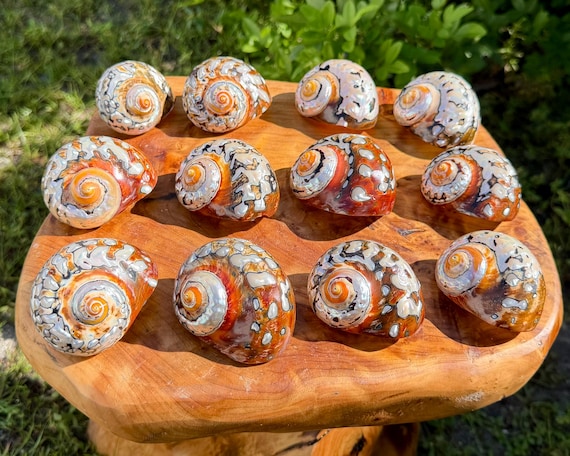 LARGE African Sarmaticus Turbo Shell, 2-3" Natural Polished Seashell For Coastal Crafts & Nautical Decor
