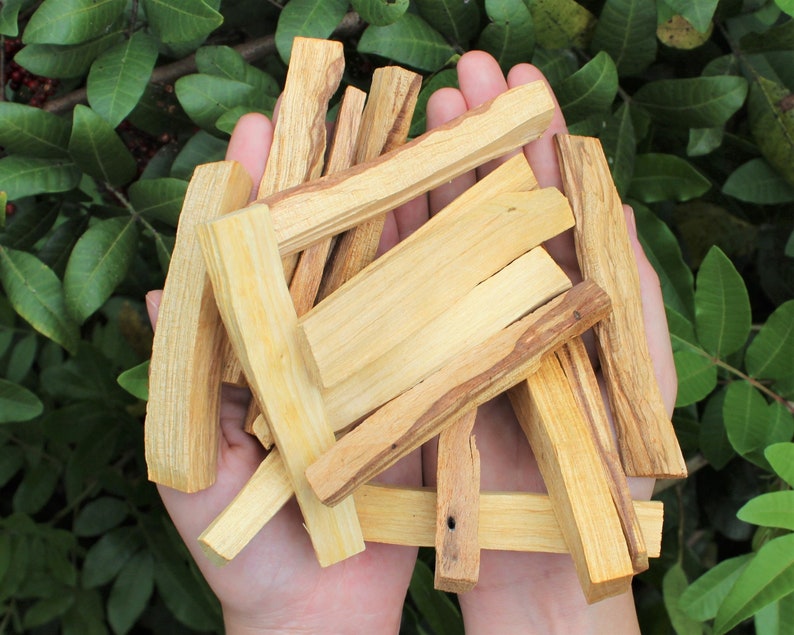 May include: A collection of Palo Santo wood sticks, displaying a range of light and dark brown hues. The sticks are held in an open hand, set against a background of green foliage, highlighting the natural wood grain.