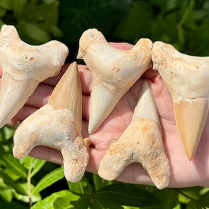 May include: Five fossilised shark teeth with triangular shapes and pointed tips. The teeth exhibit a range of off-white, beige, and tan colourations with textured, weathered surfaces and distinct root structures at the top of each specimen.