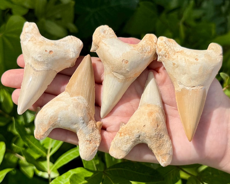 May include: Five fossilised shark teeth with triangular shapes and pointed tips. The teeth exhibit a range of off-white, beige, and tan colourations with textured, weathered surfaces and distinct root structures at the top of each specimen.