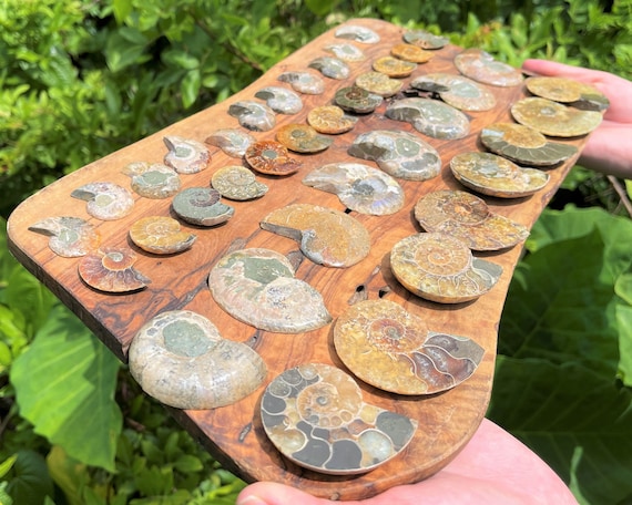 Beautiful Ammonite Fossil Pair - Choose Size & How Many (Natural Opalized Ammonite Fossils, Ammonite Crystal Pairs, From Madagascar)