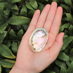 May include: A large iridescent abalone shell with a pearly white interior and a rainbow of colours on the exterior. The shell is held in a person's hand.