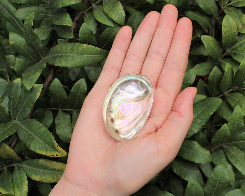 May include: A large iridescent abalone shell with a pearly white interior and a rainbow of colours on the exterior. The shell is held in a person's hand.