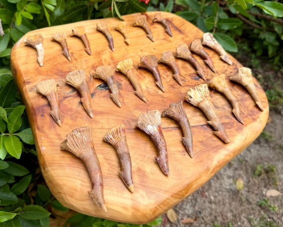 RARE Ancient Sawfish Tooth Fossil, Natural Fossilized Sawfish Rostral Spines - Choose Size (Genuine Fossils From Morocco)