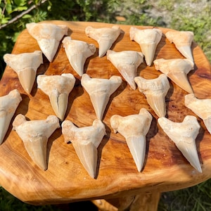 May include: A collection of fifteen fossilised shark teeth arranged on a polished wooden surface. Each tooth features a triangular, off-white crown with a serrated edge and a wider, textured root base, displaying natural variations in shape and size.