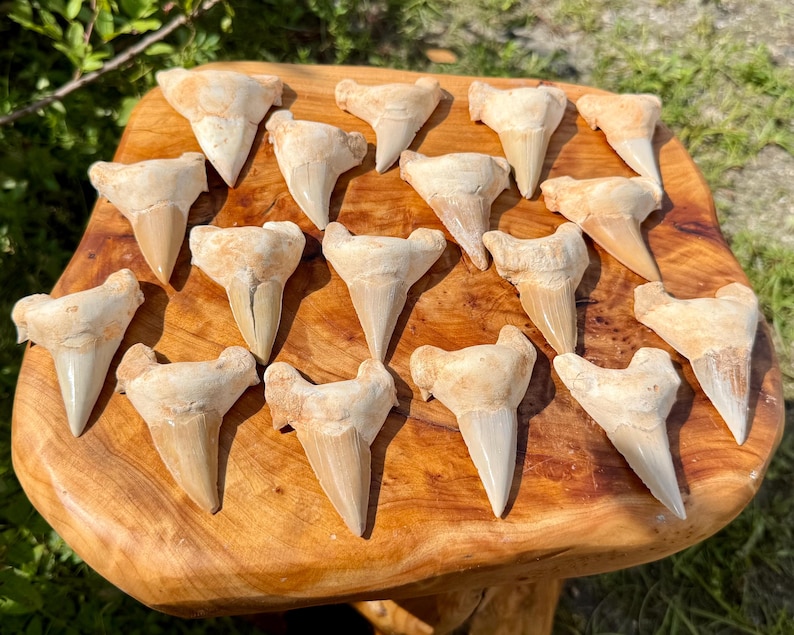 May include: A collection of fifteen fossilised shark teeth arranged on a polished wooden surface. Each tooth features a triangular, off-white crown with a serrated edge and a wider, textured root base, displaying natural variations in shape and size.
