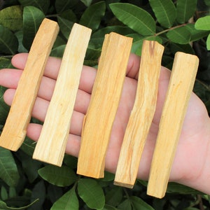 May include: Six light brown Palo Santo wood sticks are held in a hand, with a green leafy background. The sticks have a natural, textured appearance and varying shades of tan and light brown. They are rectangular in shape and appear to be freshly cut.