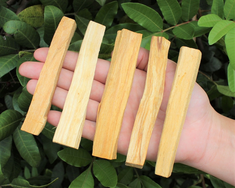 May include: Six light brown Palo Santo wood sticks are held in a hand, with a green leafy background. The sticks have a natural, textured appearance and varying shades of tan and light brown. They are rectangular in shape and appear to be freshly cut.