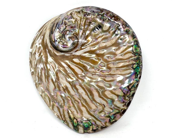 Polished Light Abalone Shells, Natural LARGE Iridescent Shells: Choose Size 4 - 6.5" (Holds Smudge Sticks, Incense, Crystals & More!)
