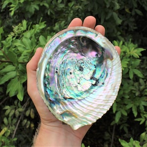 Natural Abalone Shells - Choose Size 2-7" - Iridescent Seashells for Smudging, Crafts, and Altar Decor Medium 4" - 4.5"