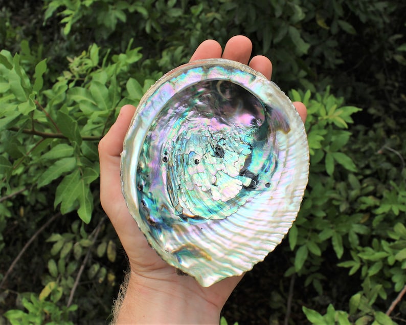 Natural Abalone Shells - Choose Size 2-7" - Iridescent Seashells for Smudging, Crafts, and Altar Decor Medium 4" - 4.5"