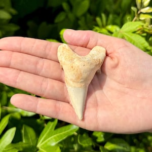 May include: A fossilised shark tooth with a triangular, pointed crown and a wide, bifurcated root. The tooth displays a textured, tan-coloured surface with a smooth, off-white enamel tip, showcasing natural geological weathering and fossilisation.