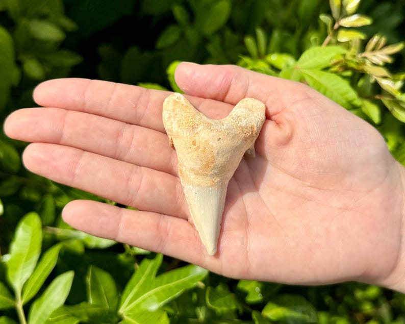 May include: A fossilised shark tooth with a triangular, pointed crown and a wide, bifurcated root. The tooth displays a textured, tan-coloured surface with a smooth, off-white enamel tip, showcasing natural geological weathering and fossilisation.
