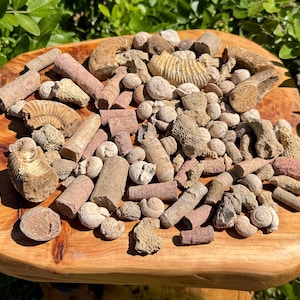 May include: A collection of various fossils, including ammonites, shells, and cylindrical shapes, in shades of beige, brown, and pink. The fossils are arranged on a wooden surface, showcasing their diverse textures and forms. The natural light highlights the details of each specimen.
