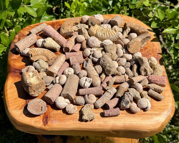 Genuine Fossil Assortments - Real Natural Fossil Mix Wholesale Bulk Lots (Mixture of Authentic Fossils From Morocco)