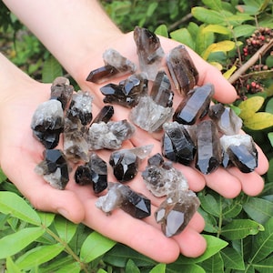 May include: A collection of smoky quartz crystals in various sizes and shapes, displayed in a person's hands. The crystals are a dark brown color with some clear areas.