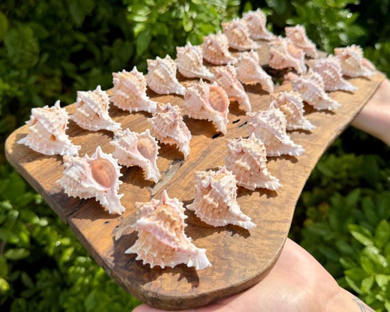 Small Pink Murex Shells 2-2.5" - Choose Quantity - Natural Seashells for Crafts, Coastal & Beach Decor