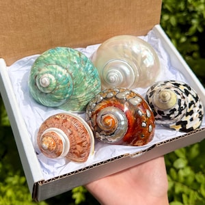 5-Piece Natural Turbo Shell Gift Box - LARGE 2-3" Assortment of Unique Turbo Seashells