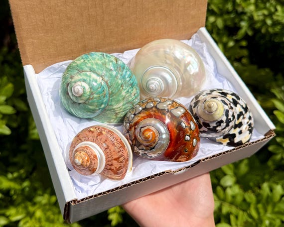5-Piece Natural Turbo Shell Gift Box - LARGE 2-3" Assortment of Unique Turbo Seashells