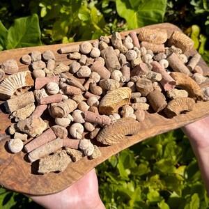 May include: A wooden serving tray displaying a collection of fossils. The fossils are in shades of beige, brown, and pink, with visible textures and shapes. The tray is held against a backdrop of green leaves.