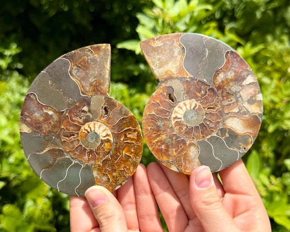 LARGE Madagascar Ammonite Fossils - Choose Single or Matching Pair - Genuine Polished Ammonite Crystal Specimens