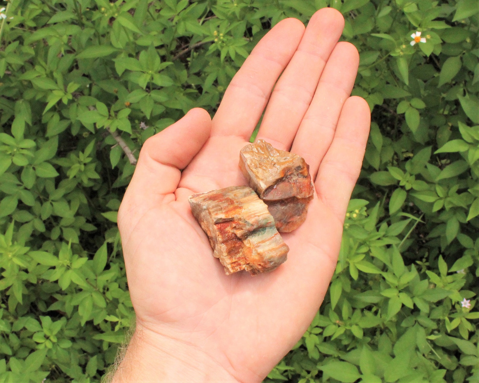 Raw Petrified Wood: Choose How Many Pieces &lsquo;A&rsquo; Grade | Etsy