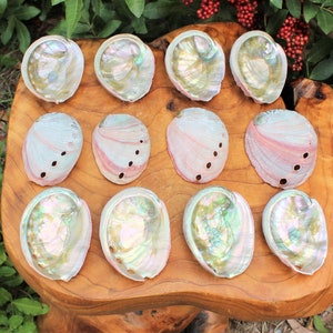 May include: A collection of twelve iridescent abalone shells, showcasing a spectrum of colors including pink, green, and pearlescent hues. The shells are arranged on a natural wooden surface, highlighting their unique textures and patterns.