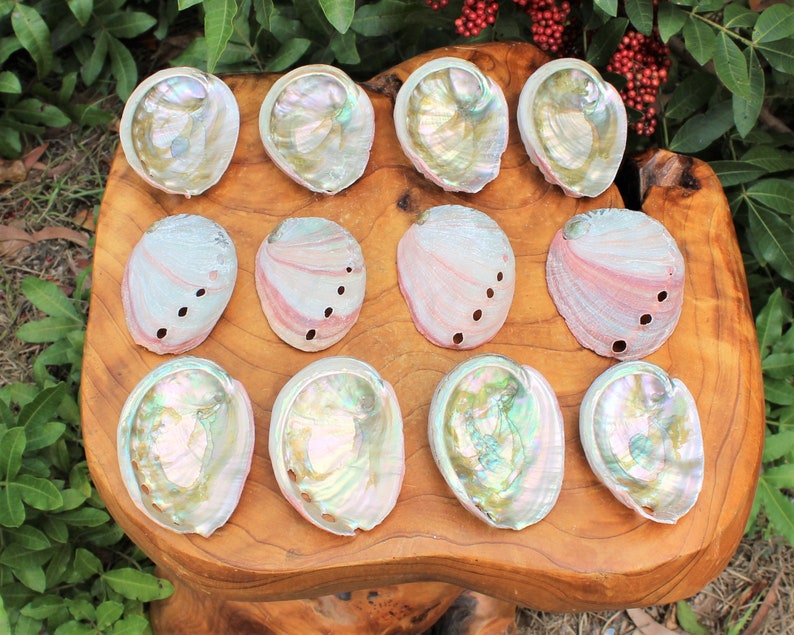 May include: A collection of twelve iridescent abalone shells, showcasing a spectrum of colors including pink, green, and pearlescent hues. The shells are arranged on a natural wooden surface, highlighting their unique textures and patterns.